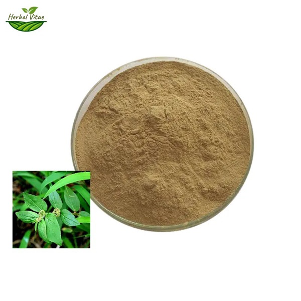 /uploads/image/2025/09/12/asthma-plant-powder-1.jpg asthma-plant-powder-1.jpg