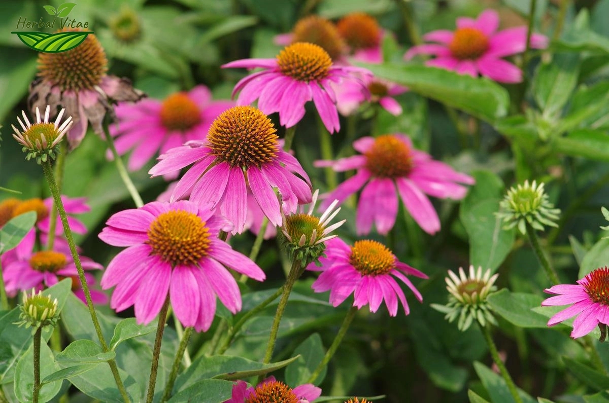 Echinacea Purpurea Extract - Natural Immune Regulator Echinacea Purpurea Extract - Natural Immune Regulator