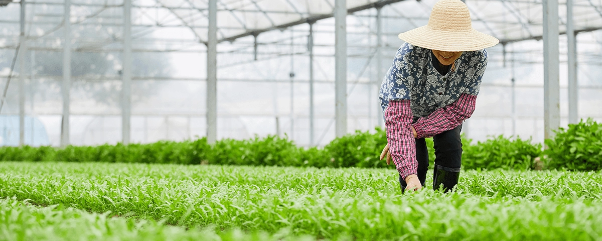 own-herb-cultivation-base.webp own-herb-cultivation-base.webp