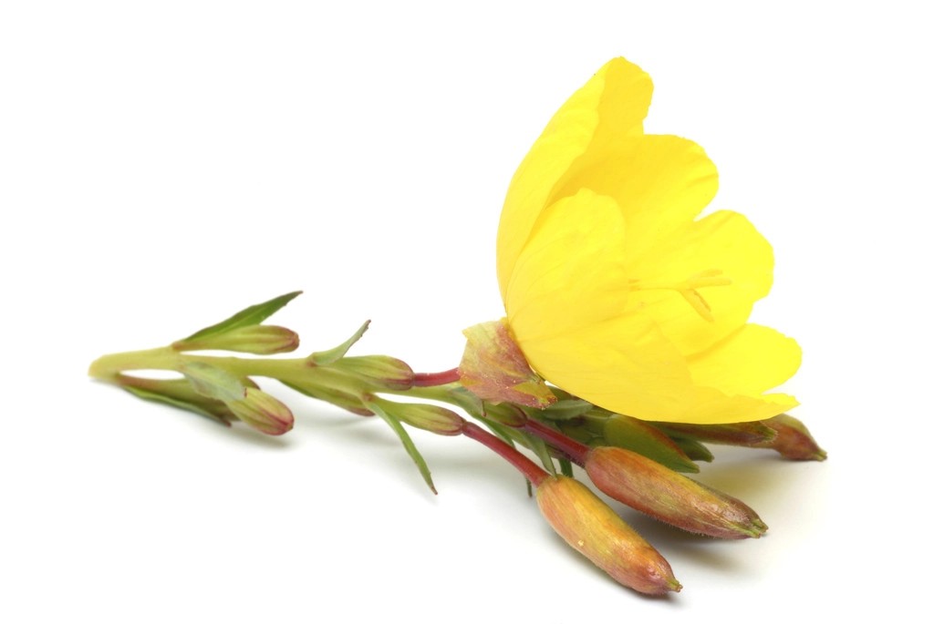 Evening Primrose Seeds Evening Primrose Seeds