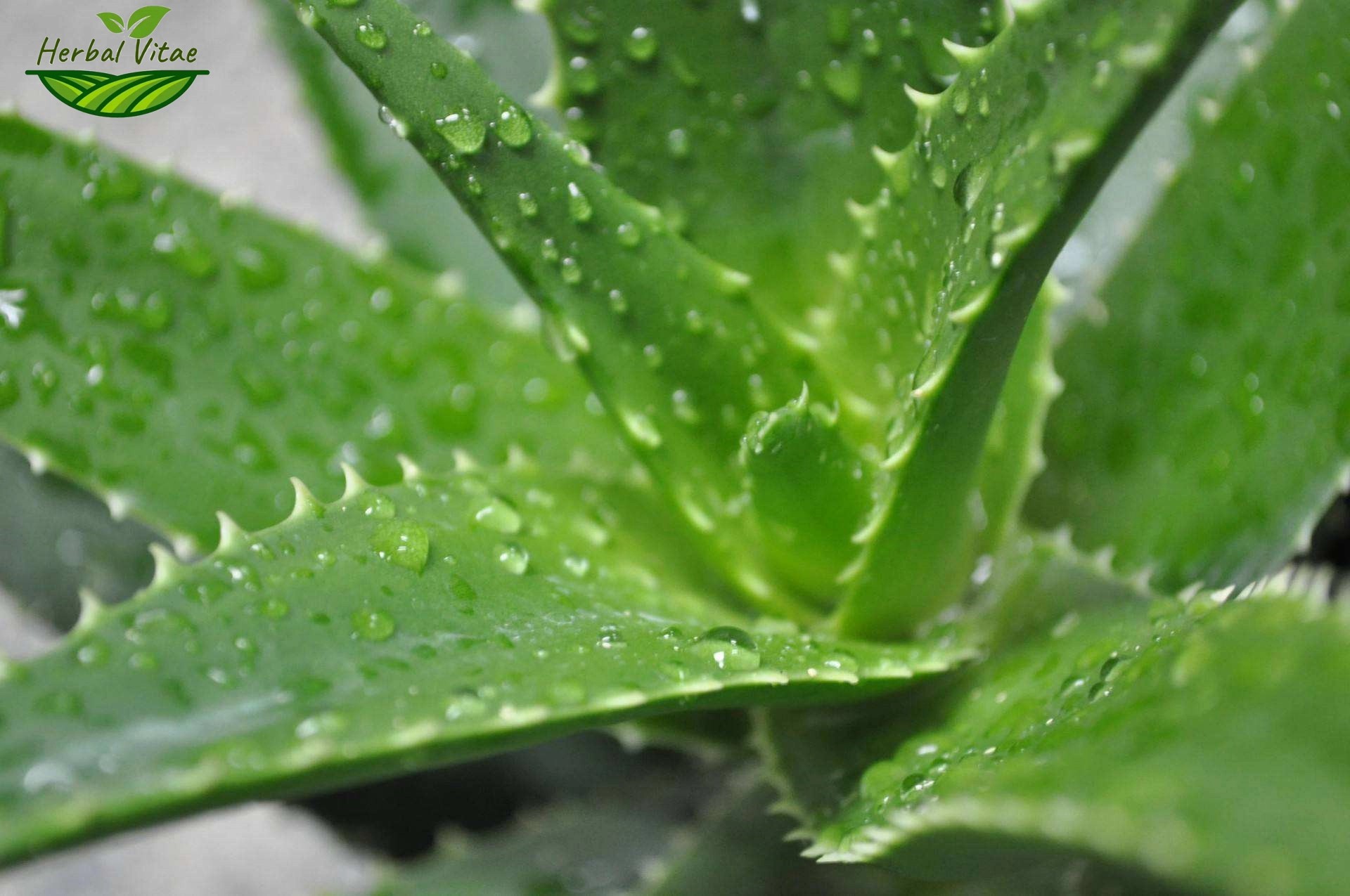 Aloe Vera Extract Powder Aloe Vera Extract Powder
