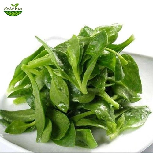 Andrographis Paniculata Extract Powder Andrographis Paniculata Extract Powder