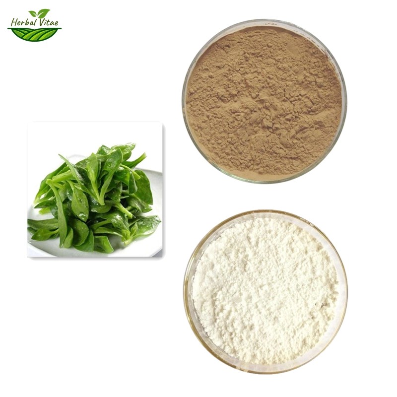 Andrographis Paniculata Extract Powder Andrographis Paniculata Extract Powder