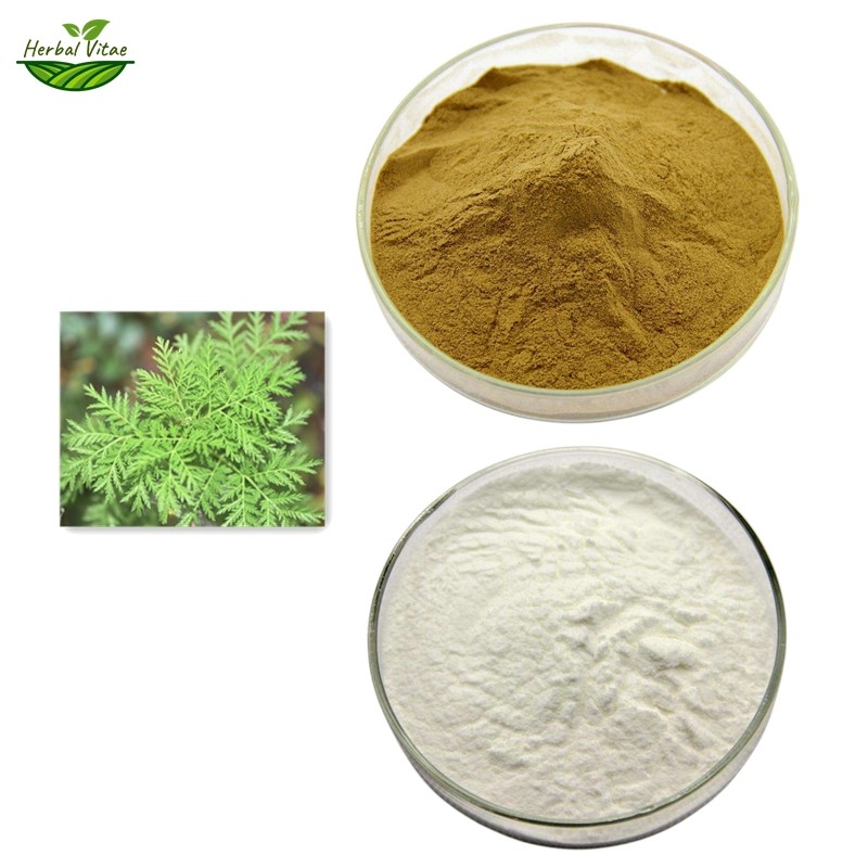 Artemisia Annua Extract Powder Artemisia Annua Extract Powder
