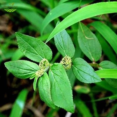 Asthma-plant Extract Powder Asthma-plant Extract Powder