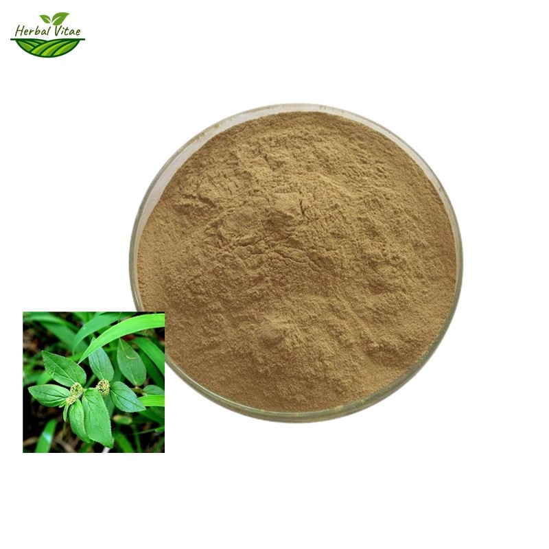Asthma-plant Extract Powder Asthma-plant Extract Powder