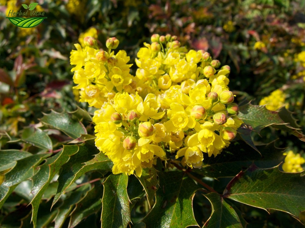 Berberis Aquifolium Extract Powder Berberis Aquifolium Extract Powder