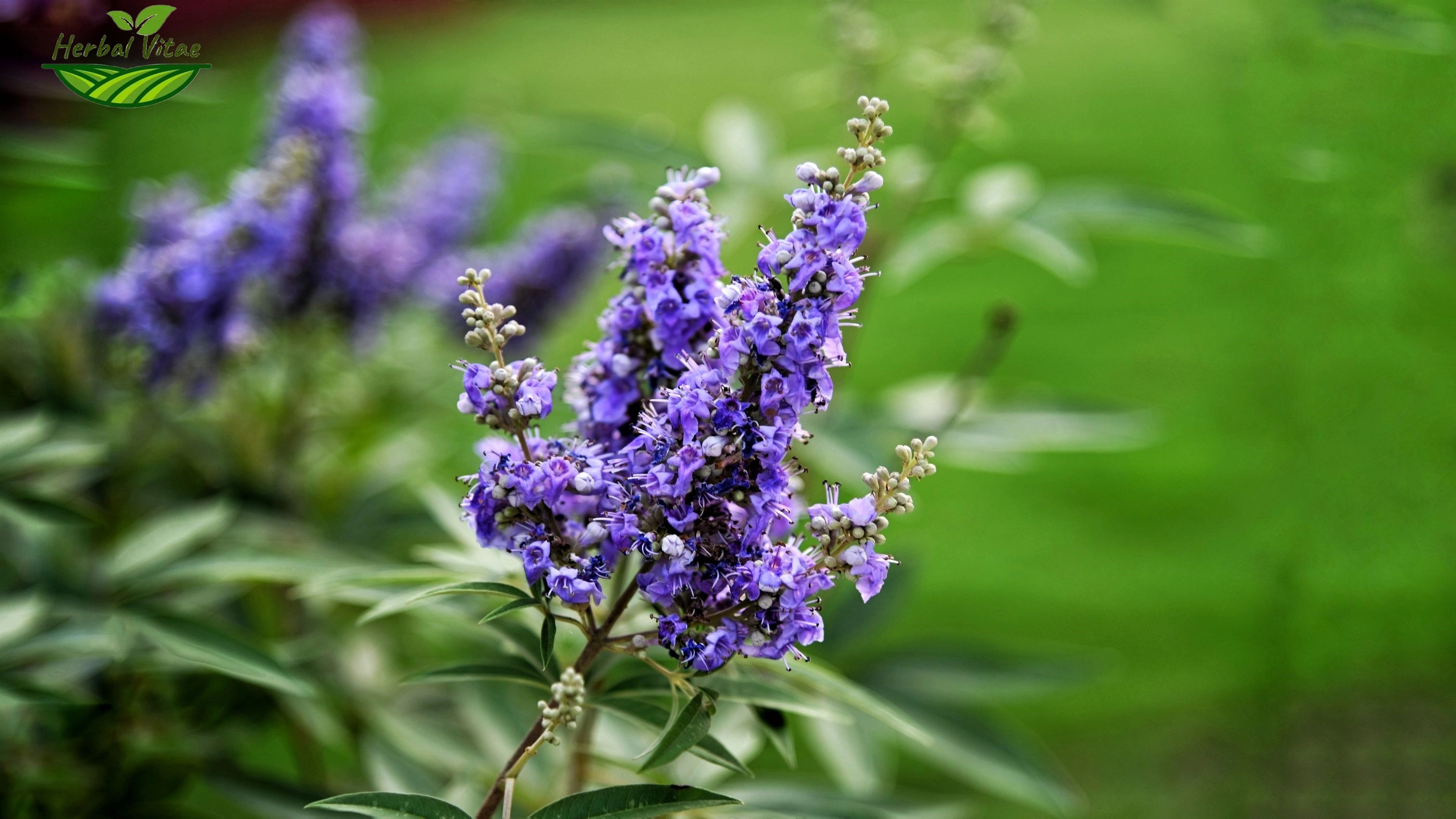 Chasteberry Extract Powder Chasteberry Extract Powder