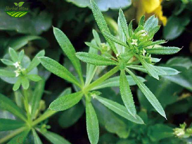Cleavers Herb Extract Powder Cleavers Herb Extract Powder