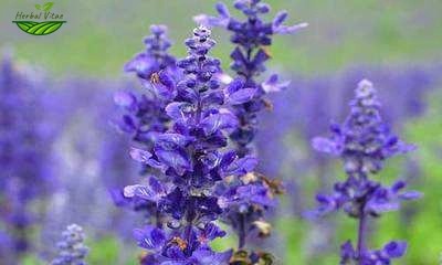 Common Sage Extract Powder Common Sage Extract Powder