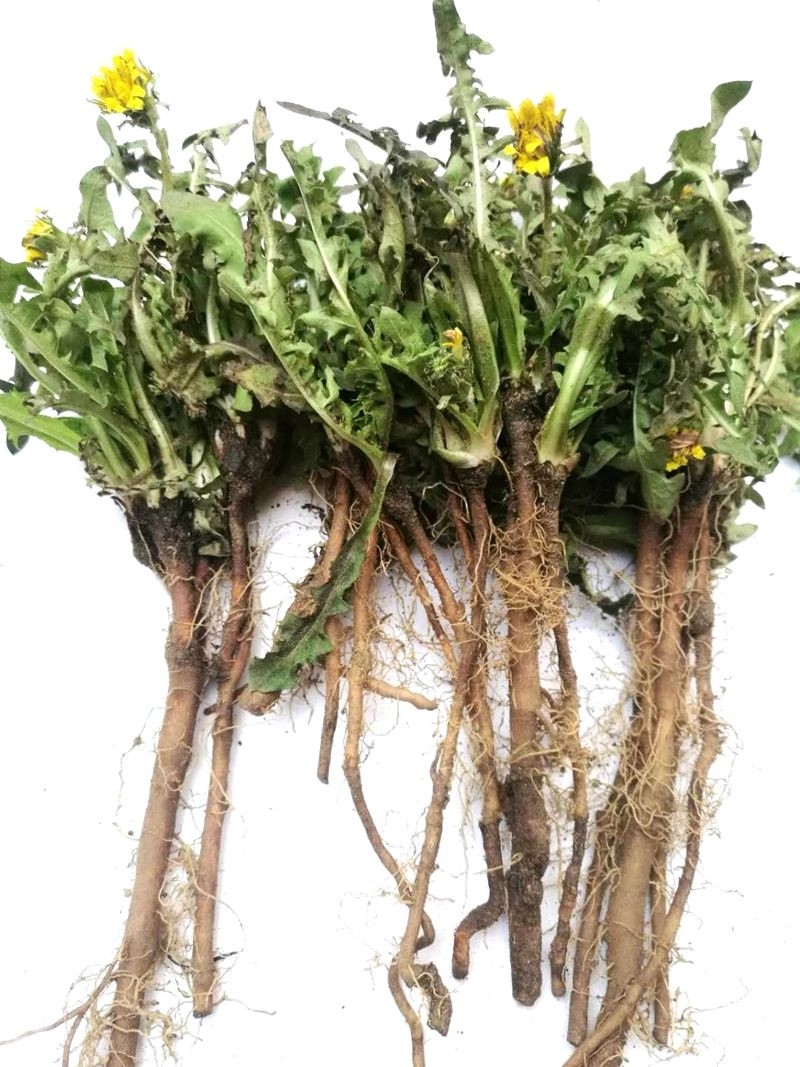 Dandelion Root Extract Dandelion Root Extract