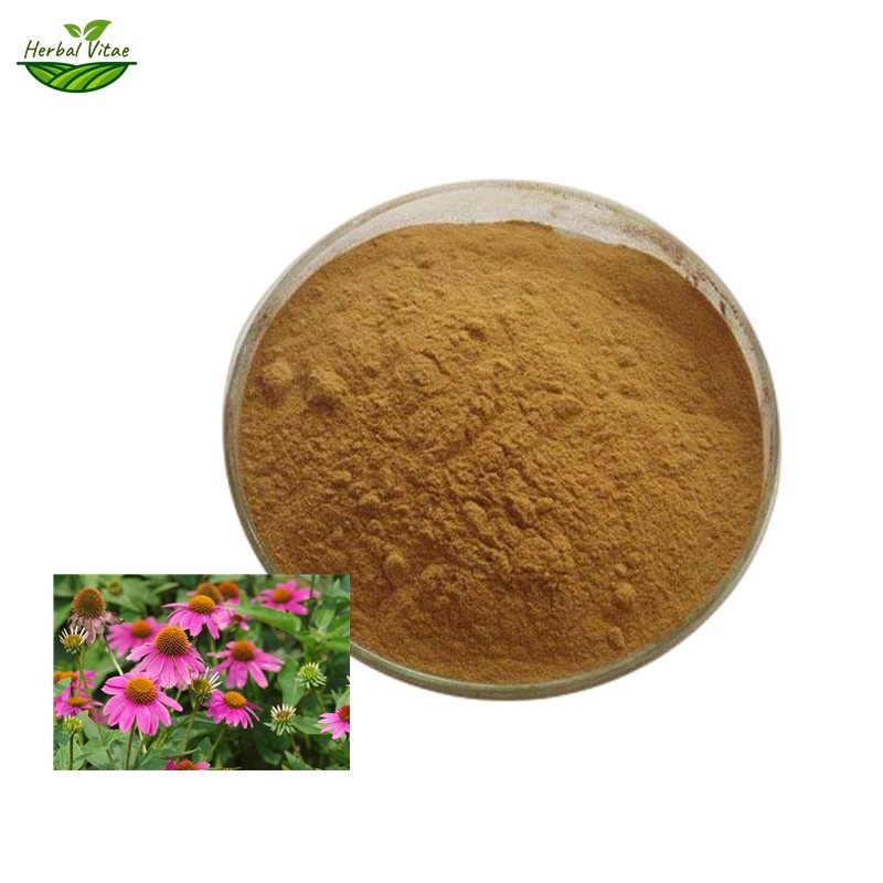 Echinacea Purpurea Extract Powder Echinacea Purpurea Extract Powder