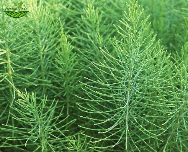 Field Horsetail Extract Powder Field Horsetail Extract Powder