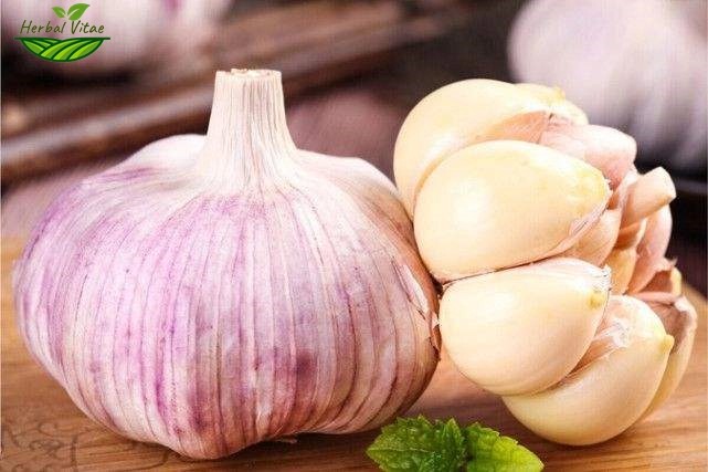 Garlic Extract Powder Garlic Extract Powder