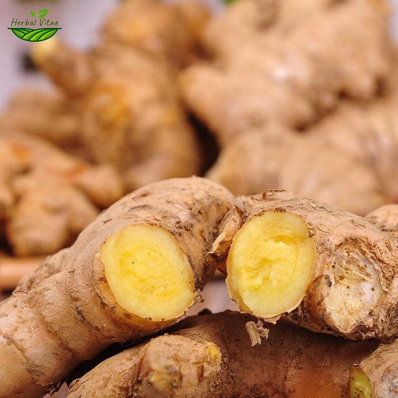 Ginger Extract Powder Ginger Extract Powder