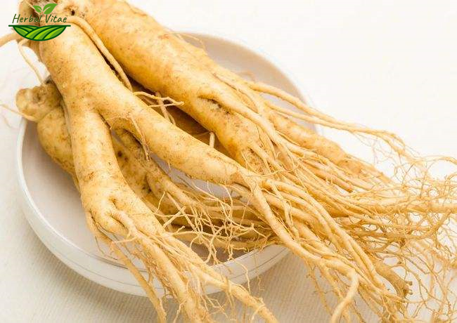 Ginseng Extract Powder Ginseng Extract Powder