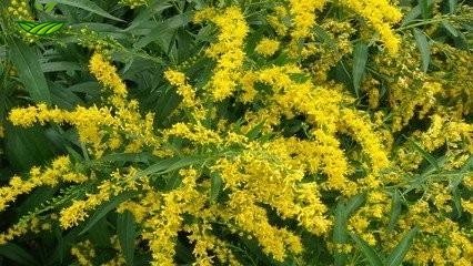 Goldenrod Extract Powder Goldenrod Extract Powder