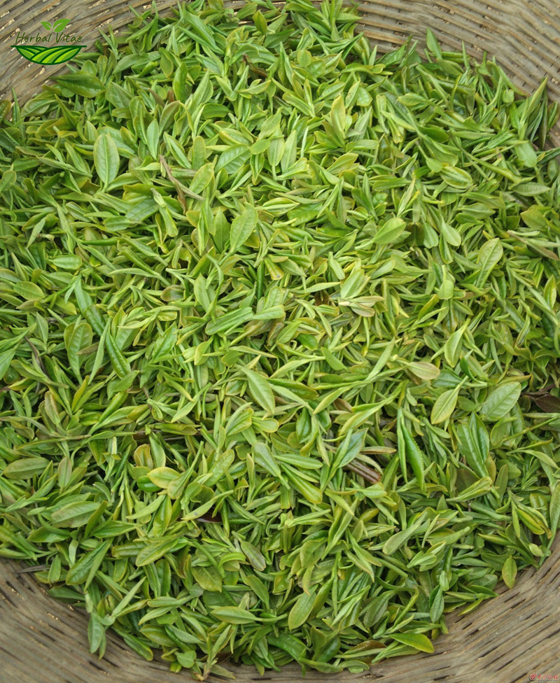 Green Tea Extract Powder Green Tea Extract Powder
