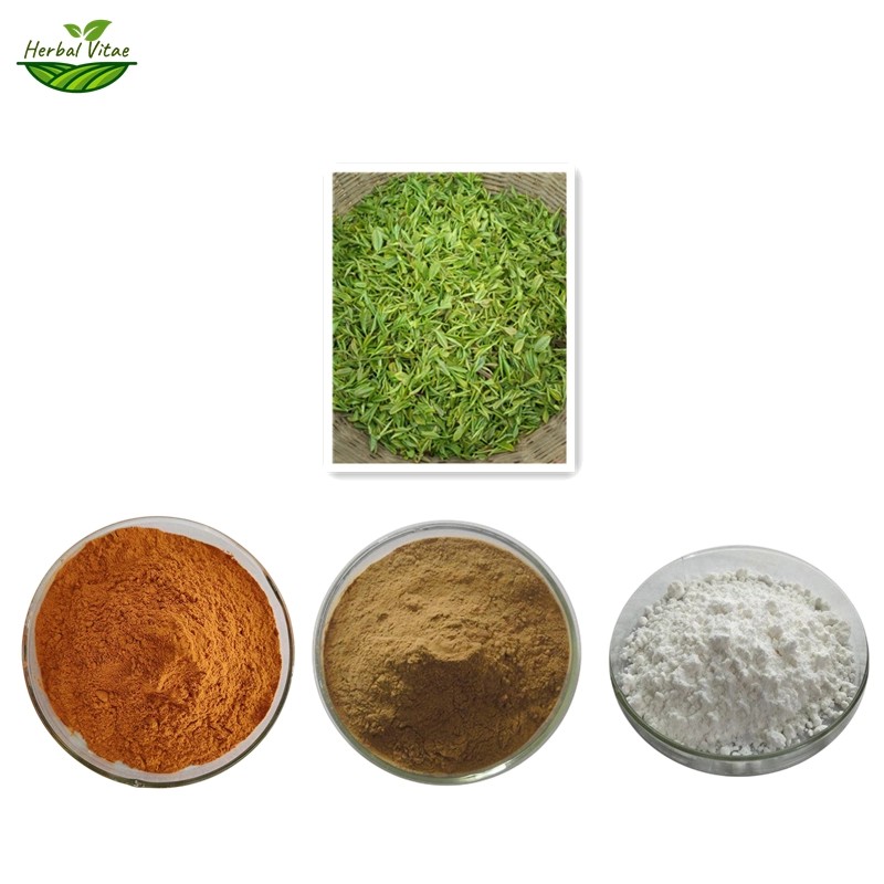 Green Tea Extract Powder Green Tea Extract Powder