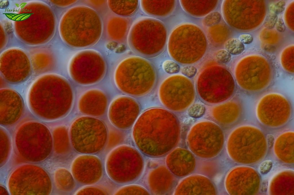 Haematococcus Pluvialis Extract Haematococcus Pluvialis Extract