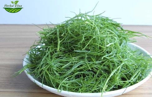 Hijiki Extract Powder Hijiki Extract Powder