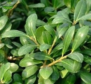 Holly Leaf Extract Powder Holly Leaf Extract Powder