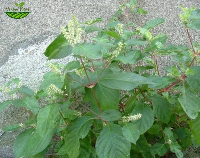 Hyssop Extract Hyssop Extract