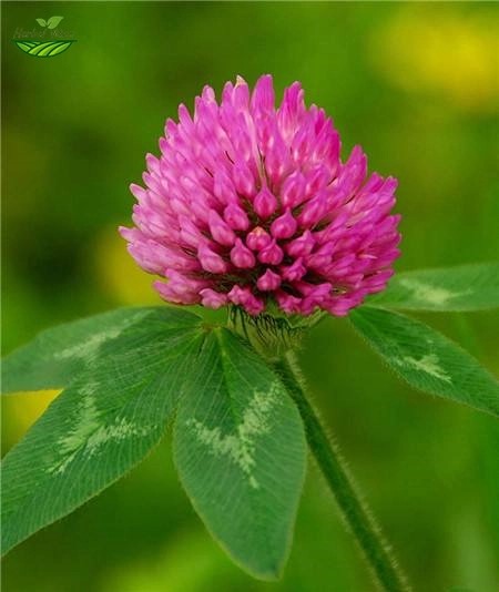 Red Clover Extract Powder Red Clover Extract Powder