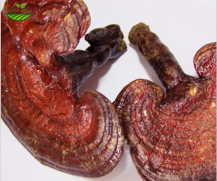 Reishi Mushroom Extract Powder Reishi Mushroom Extract Powder