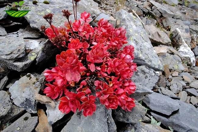 Rhodiola Rosea Extract Powder Rhodiola Rosea Extract Powder