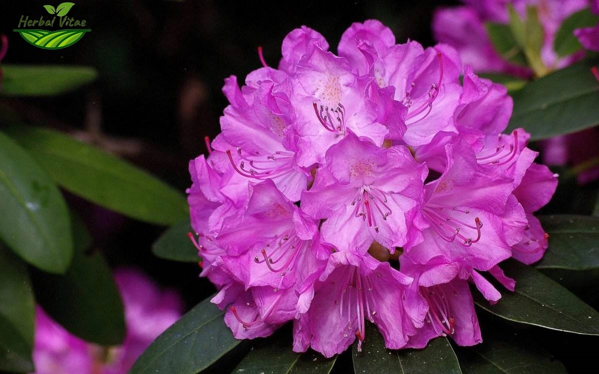 Rhododendron Extract Powder Rhododendron Extract Powder