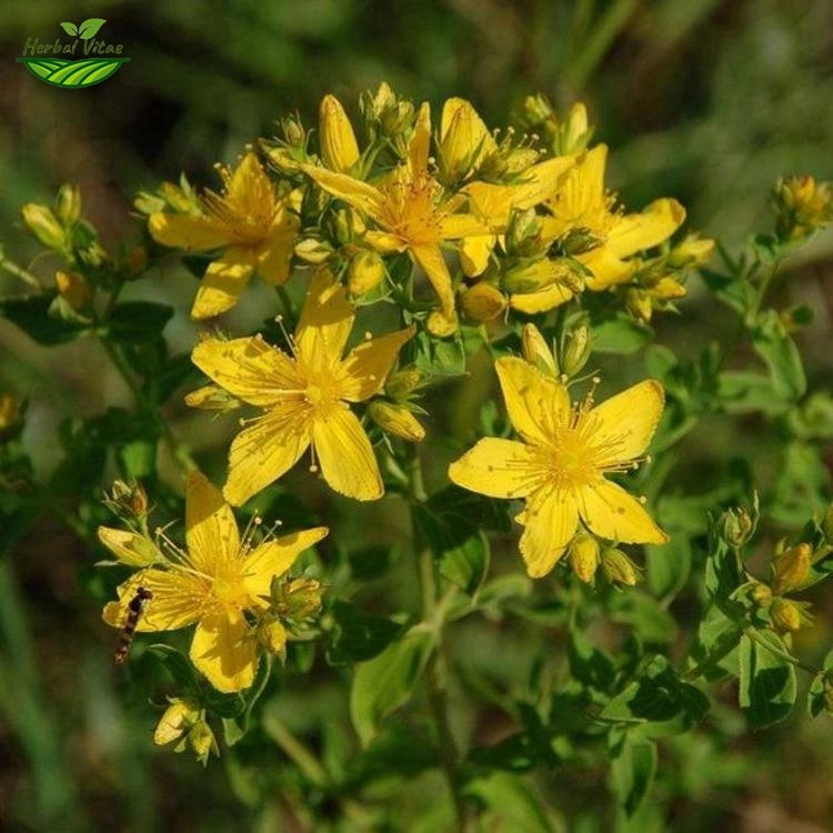 St John's Wort Extract St John's Wort Extract