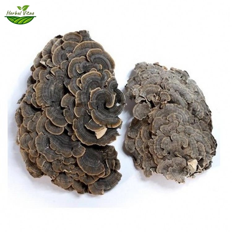 Turkey Tail Extract Powder Turkey Tail Extract Powder