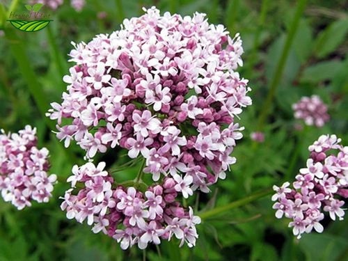 Valerian Extract Powder Valerian Extract Powder
