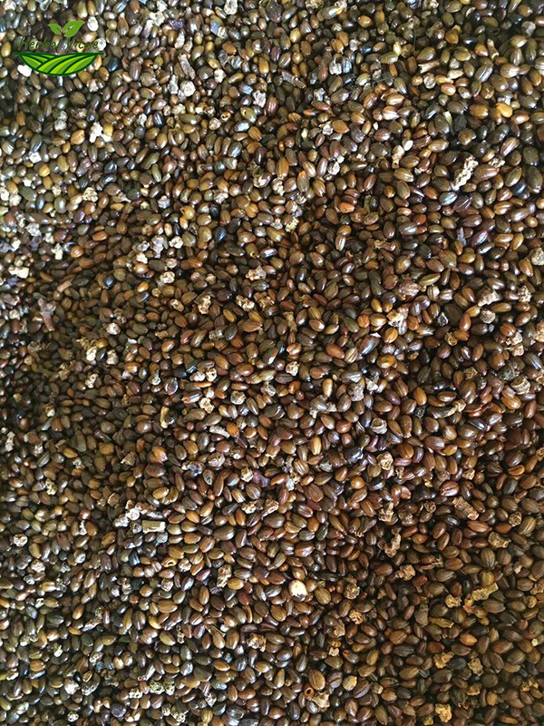 herbal-vitae-seabuckthorn-seeds.png herbal-vitae-seabuckthorn-seeds.png